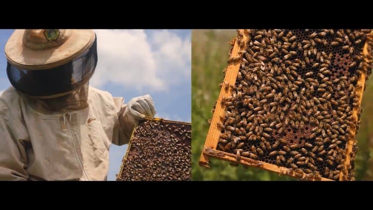A beekeeper at Sankofa Farms holds a honeycomb covered in bees, illustrating sustainable beekeeping practices.